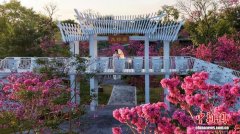 南宁上演“冬日浪漫”：紫花风铃木绽放满园诗意